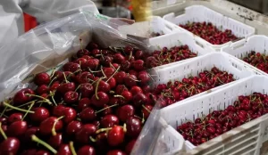 China ordena destruir 1.300 contenedores de cerezas chilenas: pérdidas superan los 100 millones de dólares